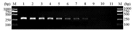 Primer for discriminating schistosoma japonicas, corresponding kit and detection method thereof