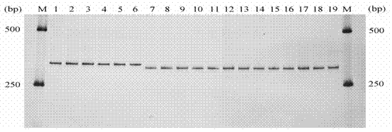 Primer for discriminating schistosoma japonicas, corresponding kit and detection method thereof