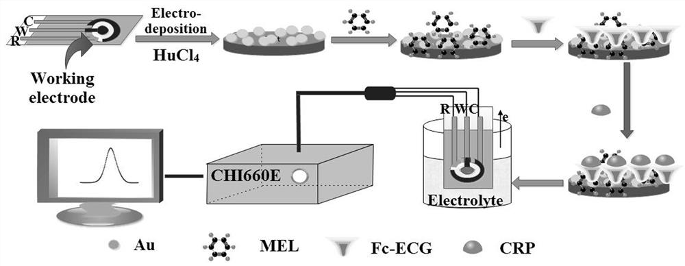 Method for detecting C-reactive protein based on Fc-ECG/MEL/AuNPs/SPE modified electrode