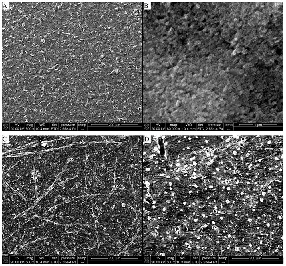 Method for detecting C-reactive protein based on Fc-ECG/MEL/AuNPs/SPE modified electrode