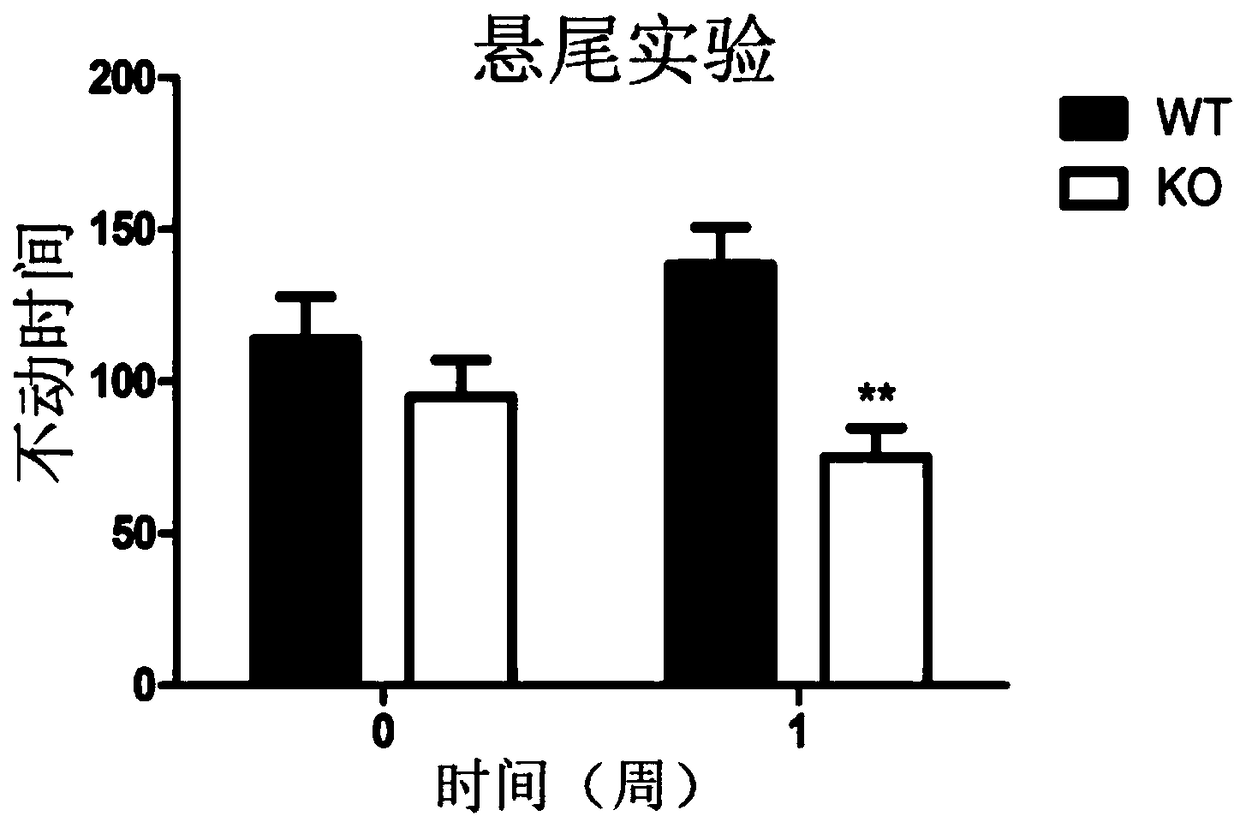 Application of TET (ten-eleven translocation) protein in treatment of depression