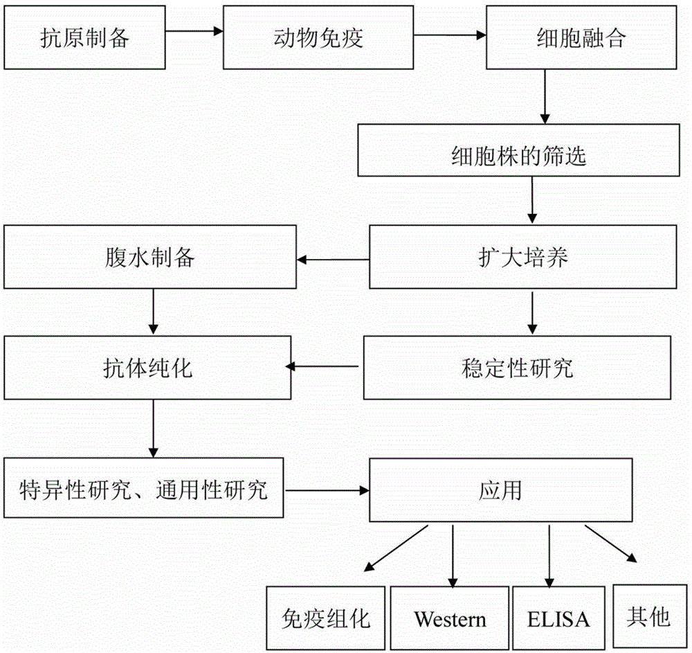 Monoclonal antibody of hemophilus parasuis resistant OMP5 (outer membrane protein), hybridoma cell strain HPS1E2 and application