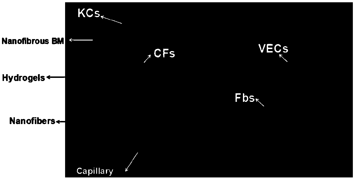 Vascularized full-thickness tissue-engineered skin layer-by-layer assembled by hydrogel, nanofiber scaffolds and skin cells and preparation method thereof