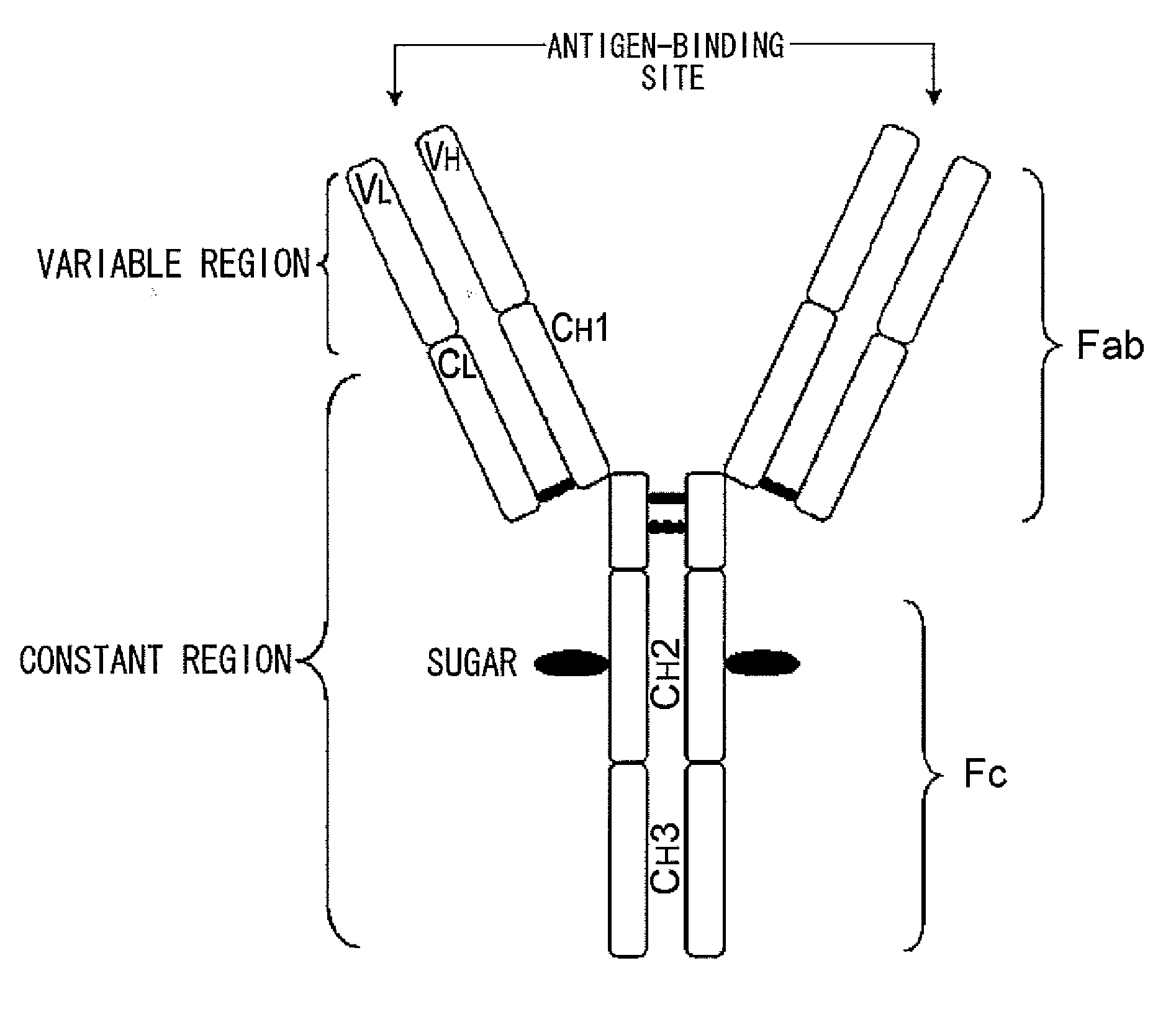 Mutant polypeptide having effector function