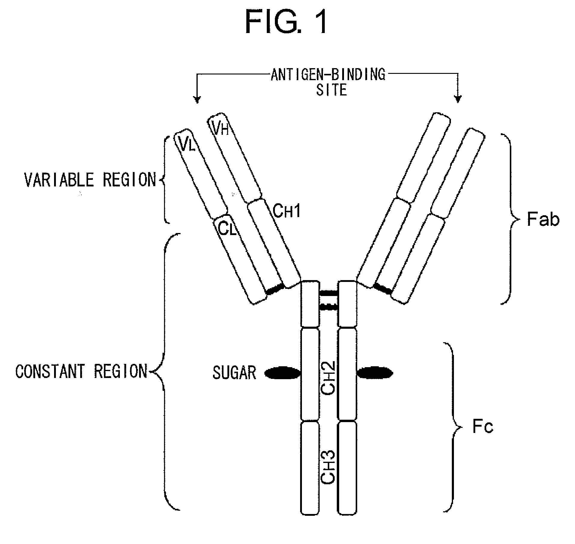 Mutant polypeptide having effector function