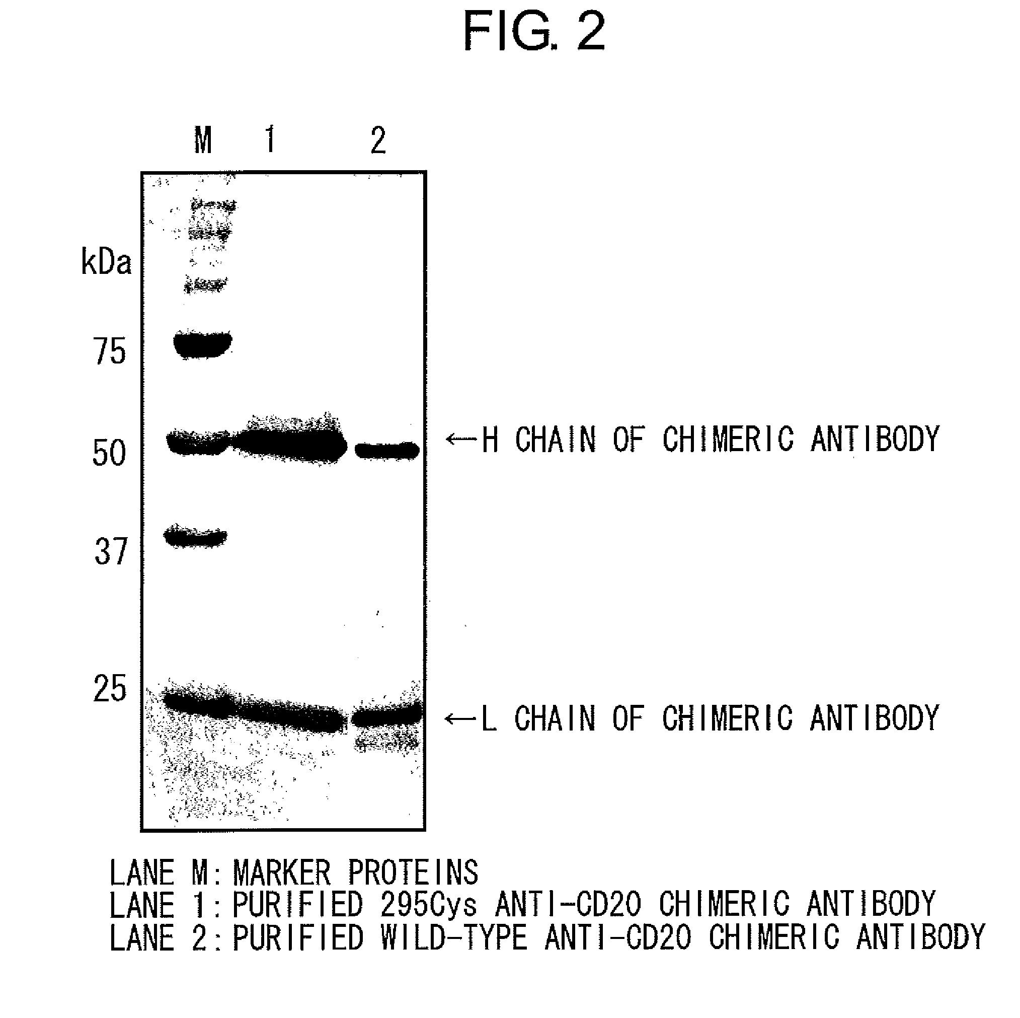 Mutant polypeptide having effector function