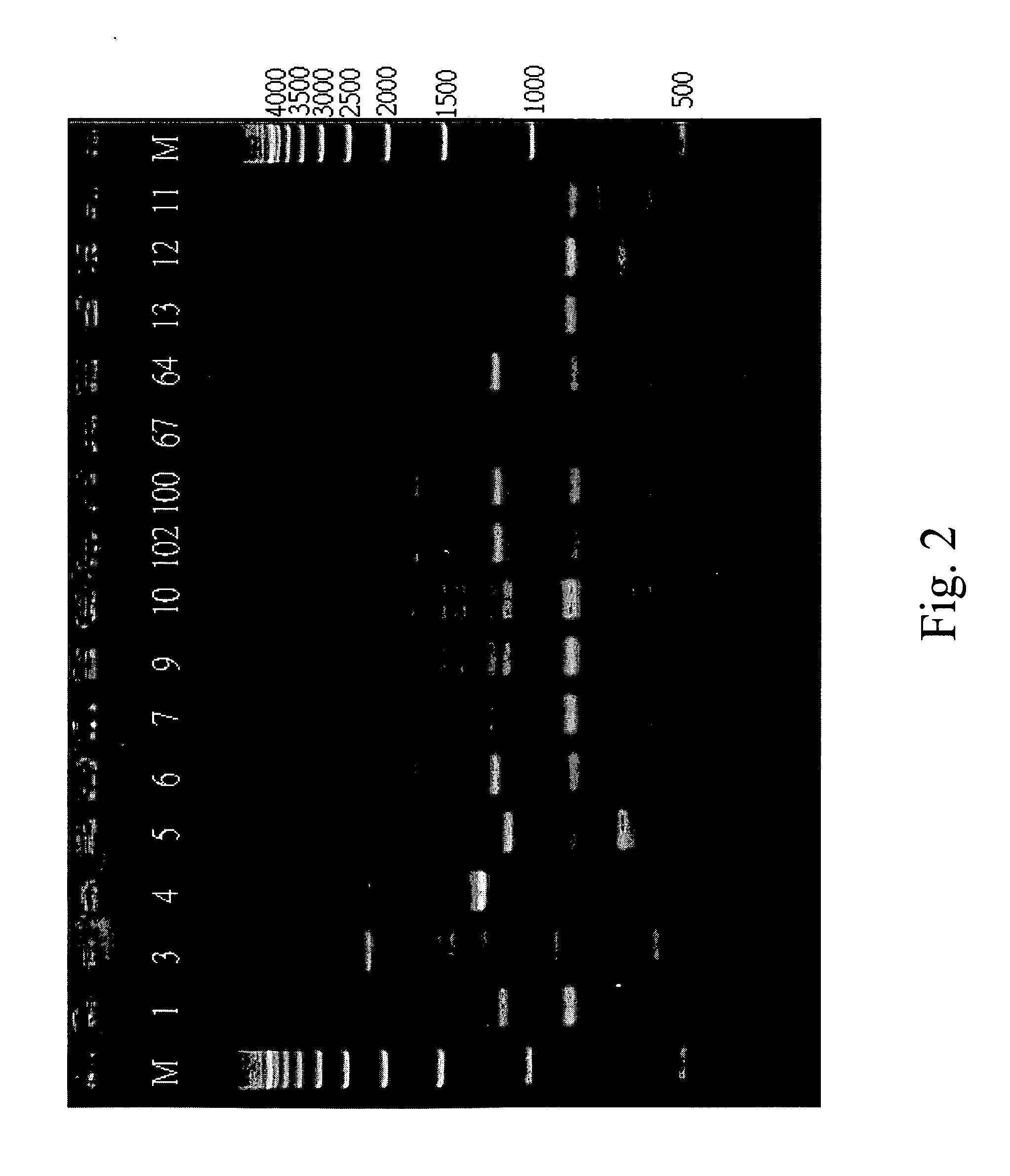 Method for treating diabetic vascular complications