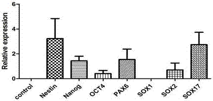 Preparation method for reprogramming somatic cells into neural stem cells by microRNA, and application of neural stem cells