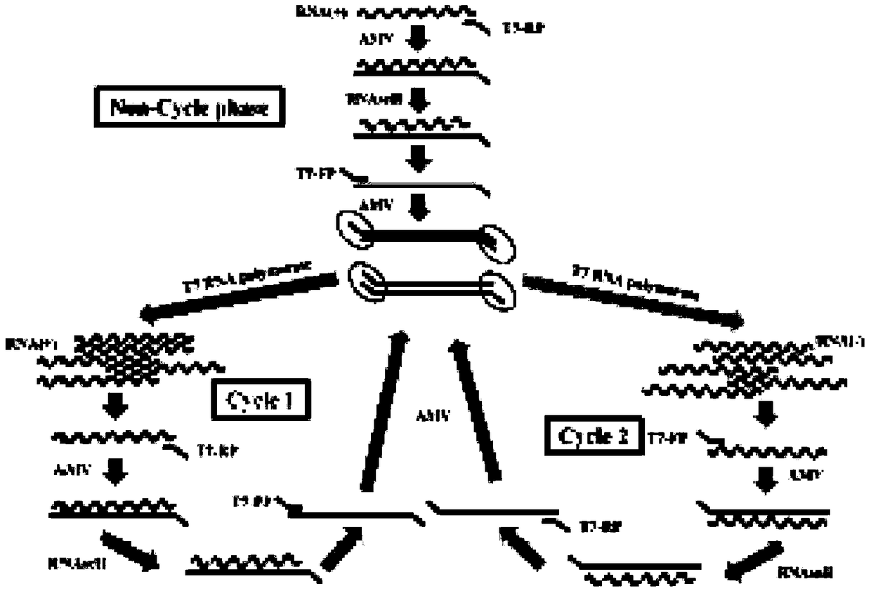 A kind of highly sensitive respiratory virus nucleic acid nasba amplification primer and detection method