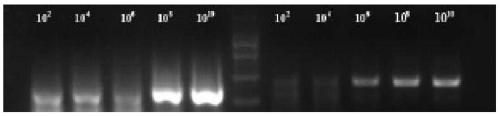 A kind of highly sensitive respiratory virus nucleic acid nasba amplification primer and detection method