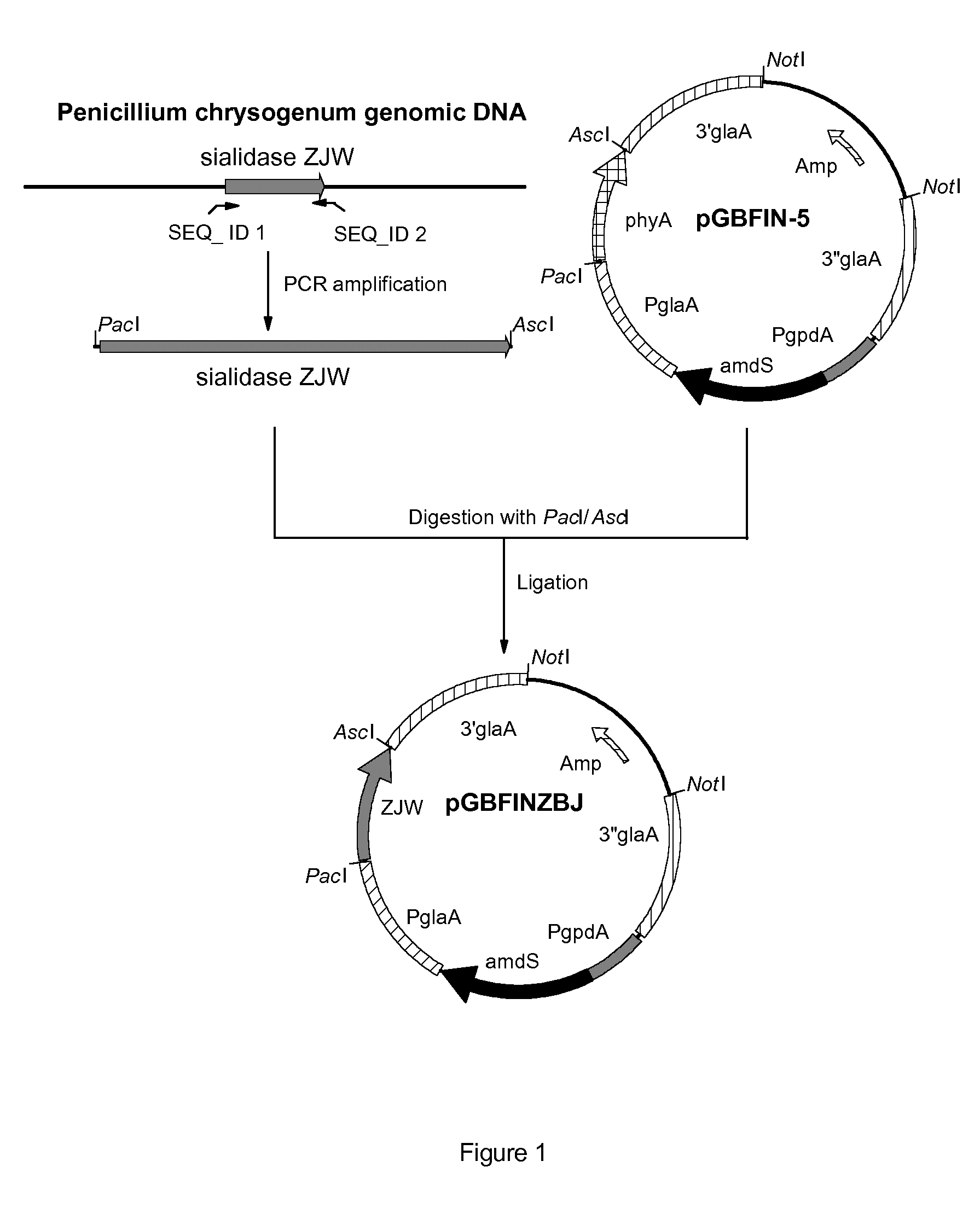 Novel sialidases