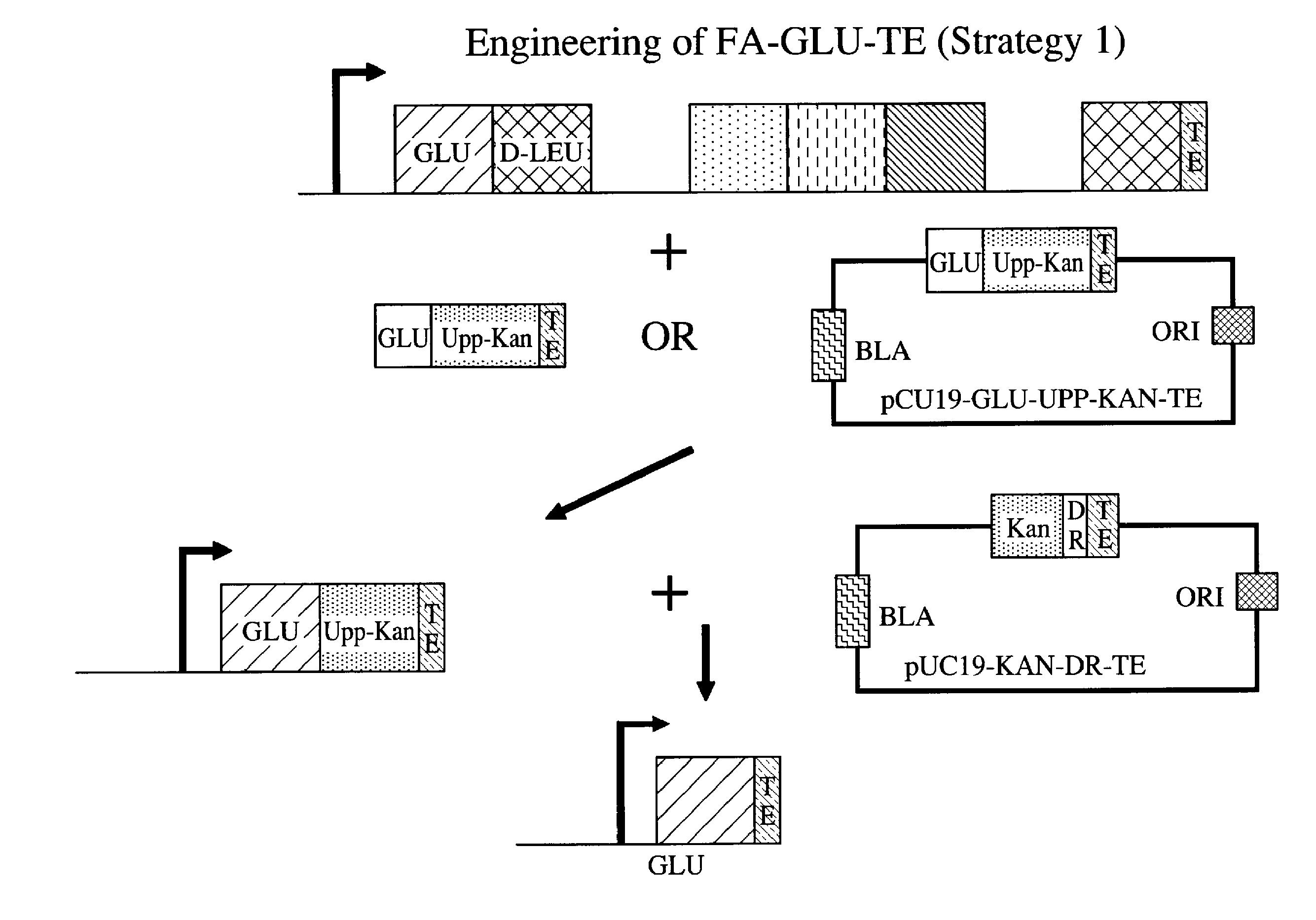 Generation of acyl amino acids