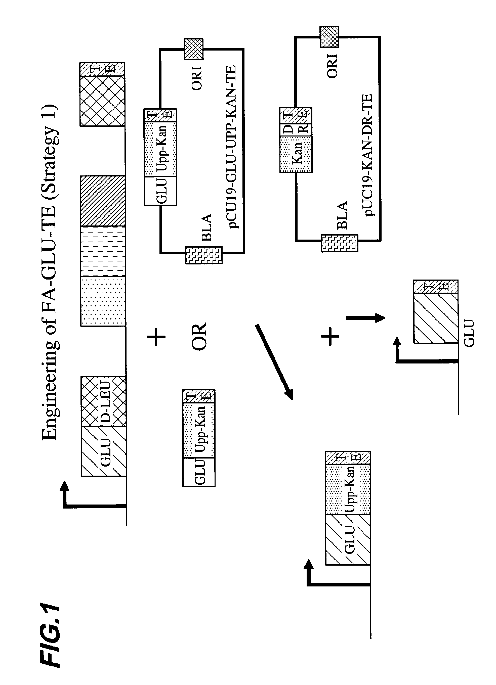 Generation of acyl amino acids