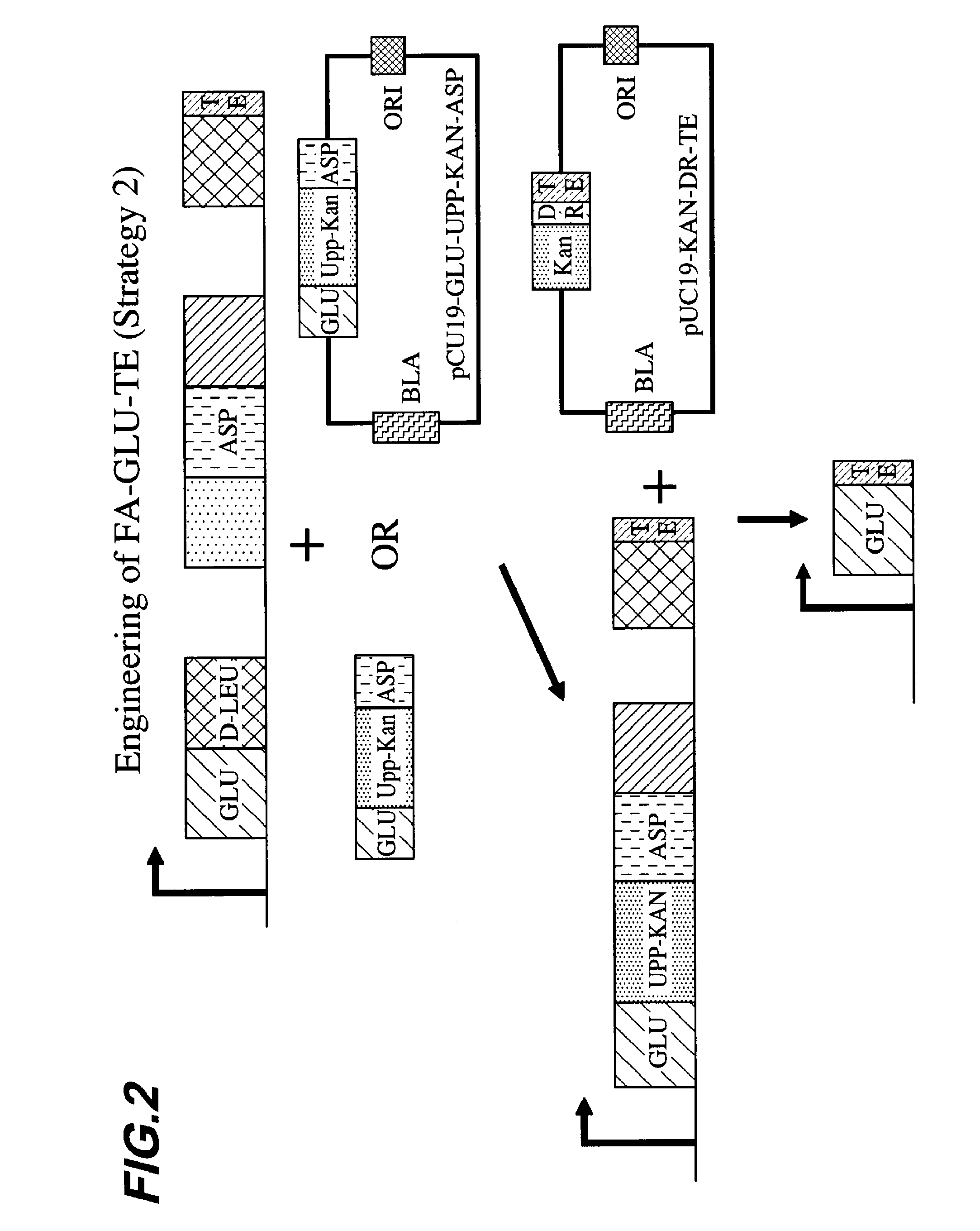 Generation of acyl amino acids