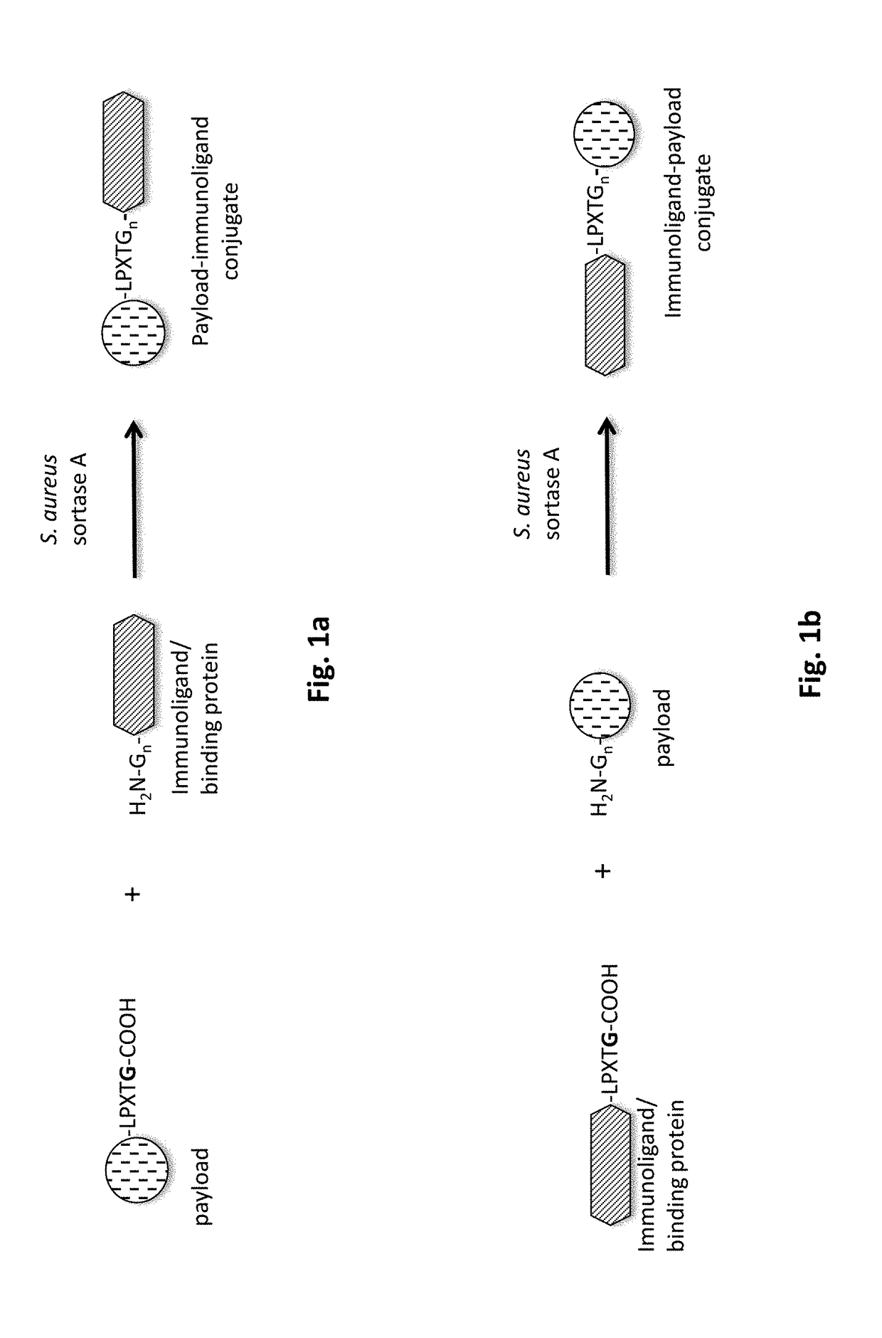 Method of producing an immunoligand/payload conjugate