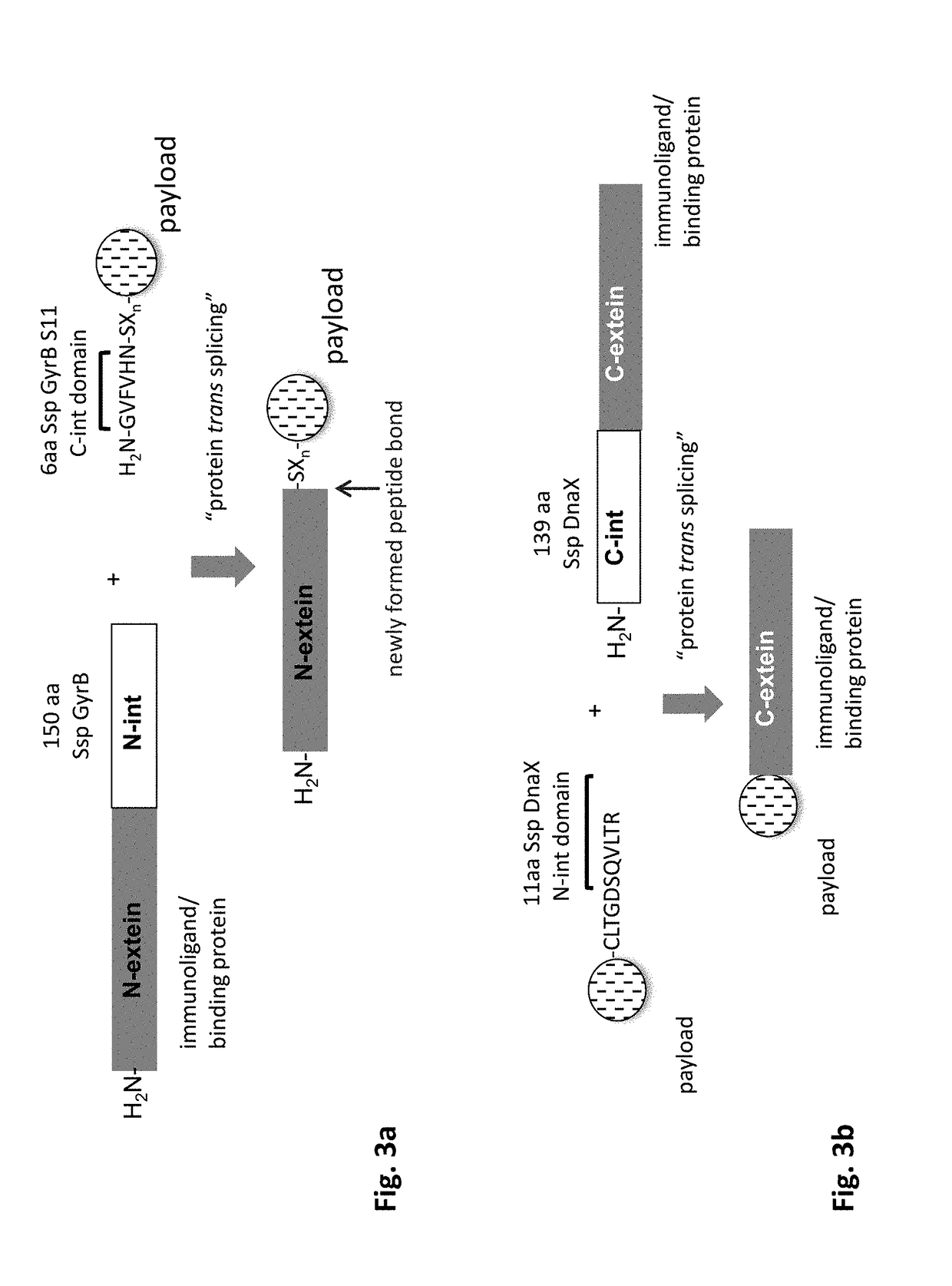 Method of producing an immunoligand/payload conjugate