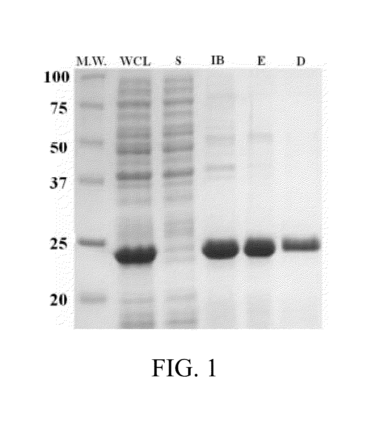 Peptide-Based Materials