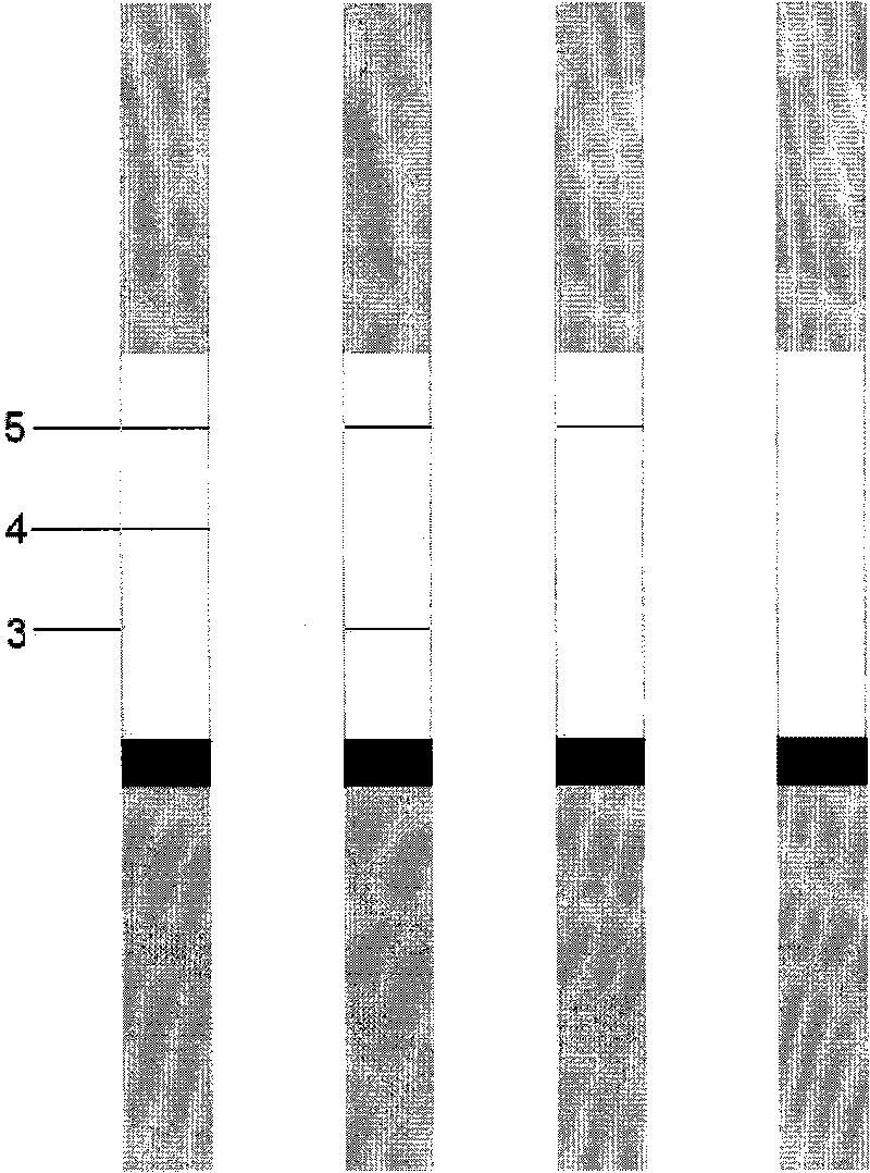 Fluorescent test paper strip capable of simultaneously testing newcastle disease and bird flu virus and application thereof