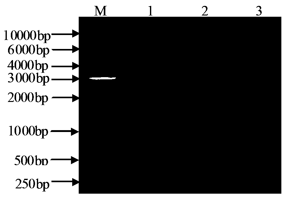 Salmonella abortus equi strain SMXJ-97 and application thereof in salmonella abortus equi vaccine