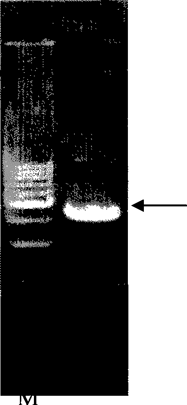 Wheat PDR type ABC transfer protein gene and encoded protein thereof