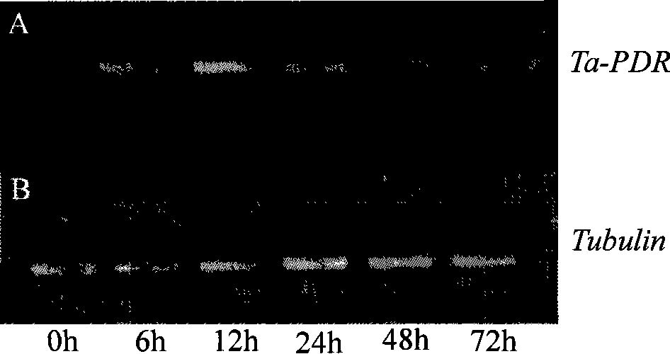 Wheat PDR type ABC transfer protein gene and encoded protein thereof