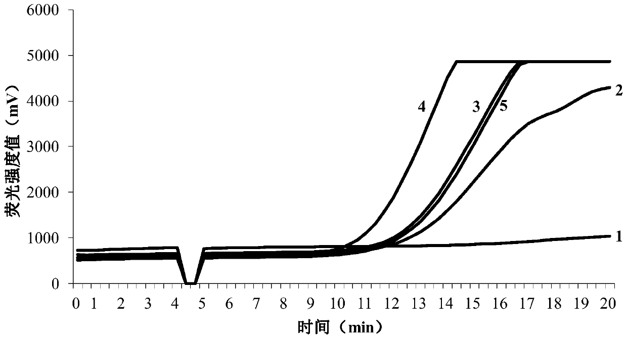 RPA primers for identifying Ditylenchus destructor and application thereof