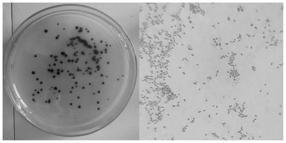 Enterobacter cloacae and application thereof