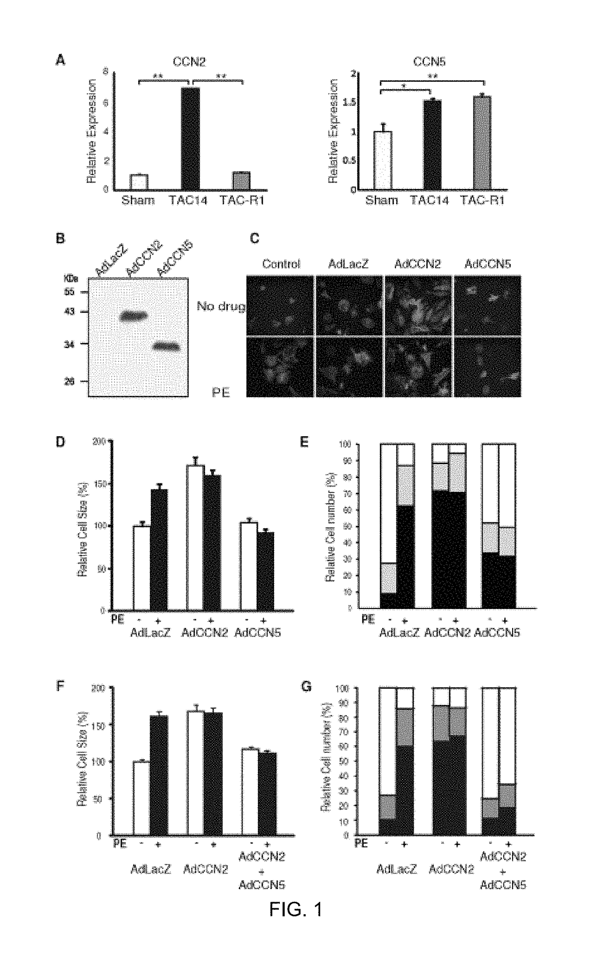 Pharmaceutical composition comprising CCN5 for reducing cardiac fibrosis in a subject in need thereof