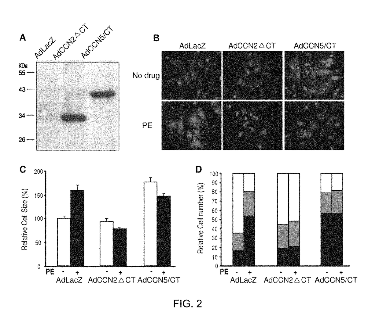 Pharmaceutical composition comprising CCN5 for reducing cardiac fibrosis in a subject in need thereof