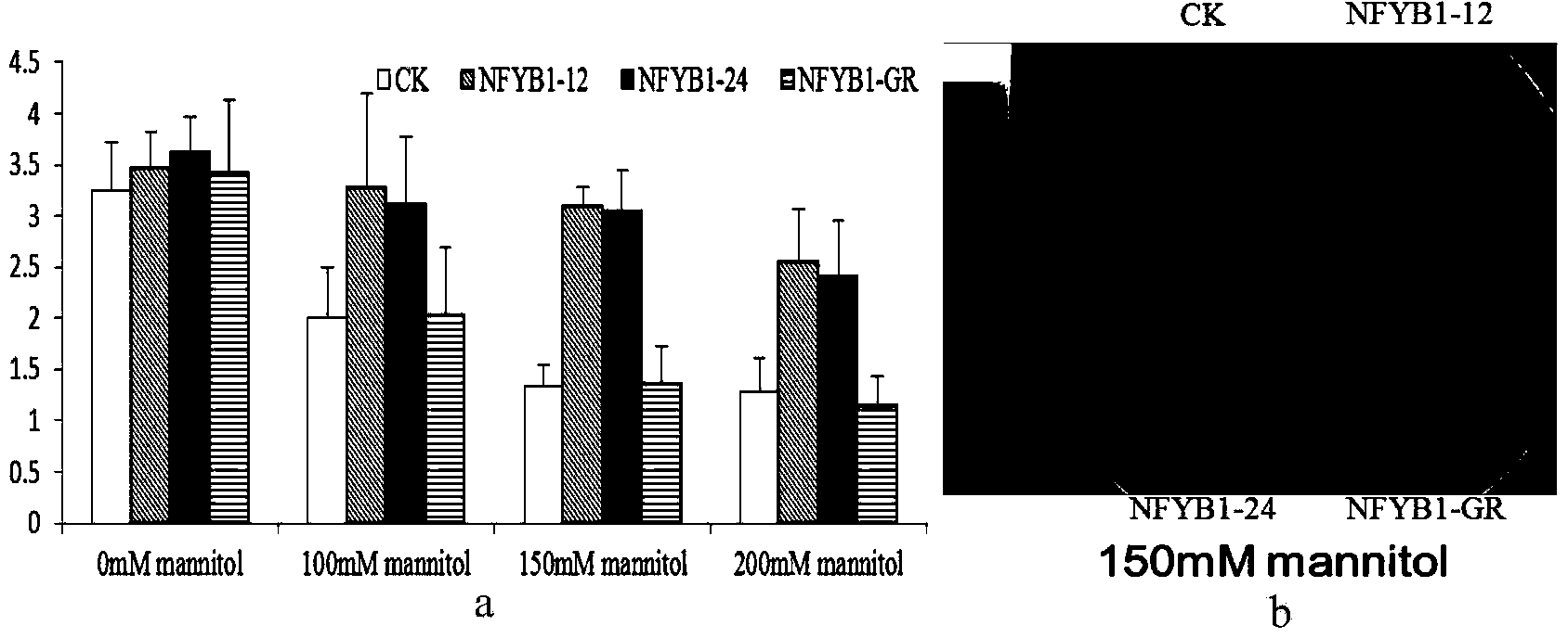 Soy nuclear factor protein GmNFYB and coding gene and application thereof