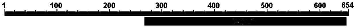 Pathogenicity-related botrytis cinerea gene BcEXO70 and application thereof