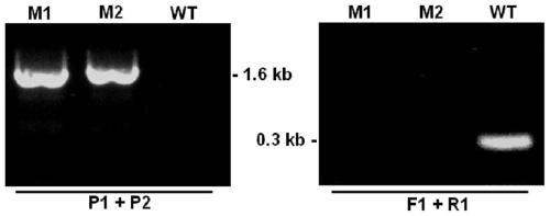 Pathogenicity-related botrytis cinerea gene BcEXO70 and application thereof