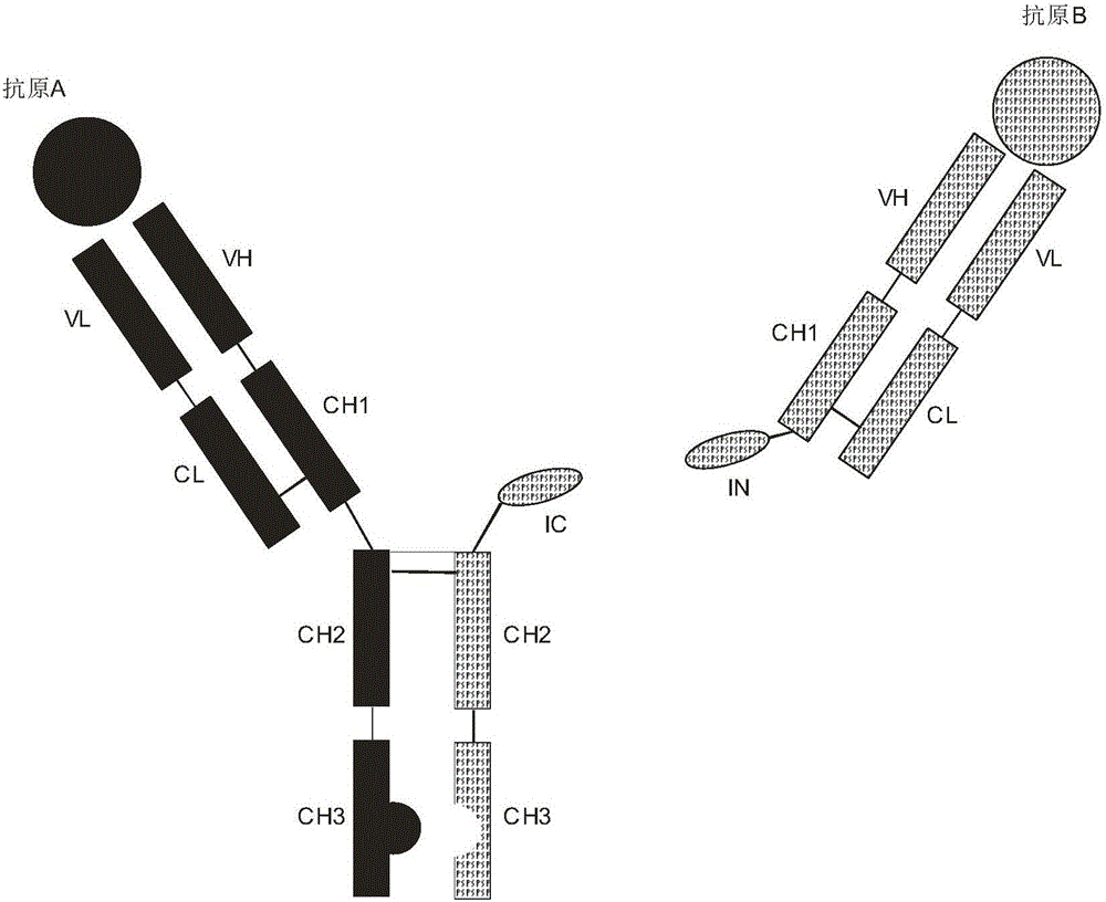 Expression and preparation methods for bivalent bispecific antibody and hybrid protein