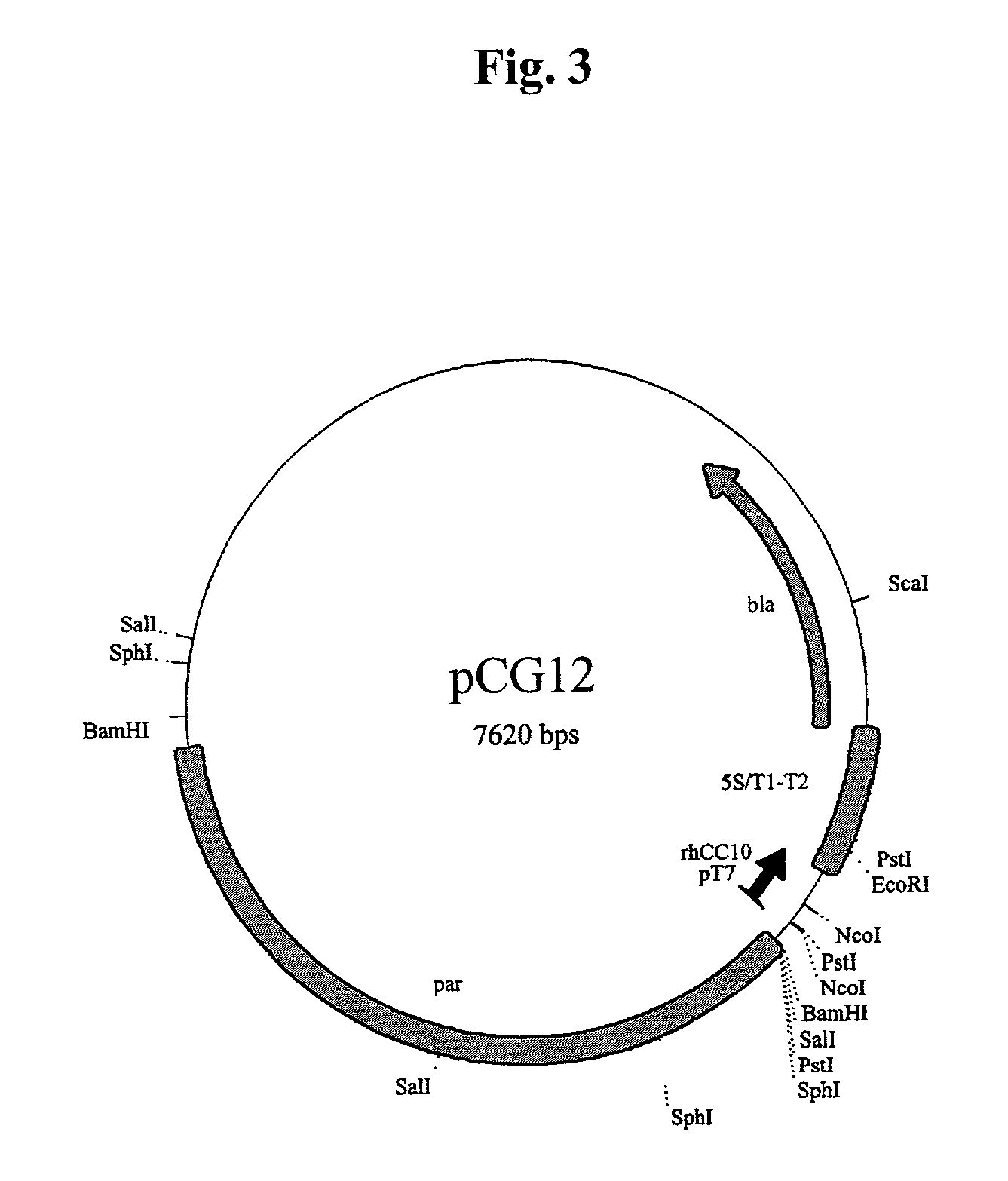 Methods for the production of purified recombinant human uteroglobin for the treatment of inflammatory and fibrotic conditions