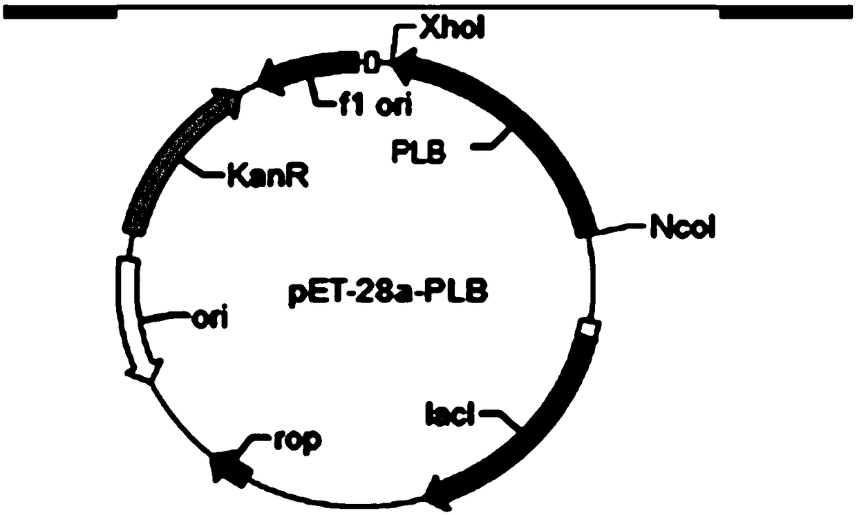 Phospholipase B and application in preparing glycerolphosphocholin thereof