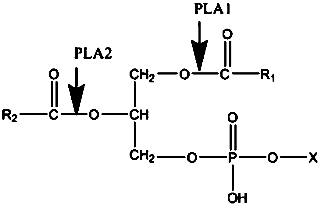 Phospholipase B and application in preparing glycerolphosphocholin thereof