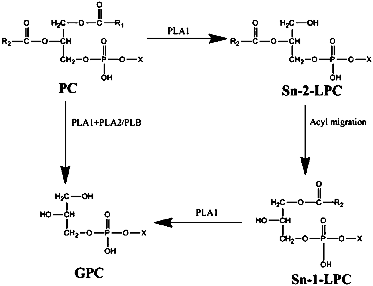 Phospholipase B and application in preparing glycerolphosphocholin thereof