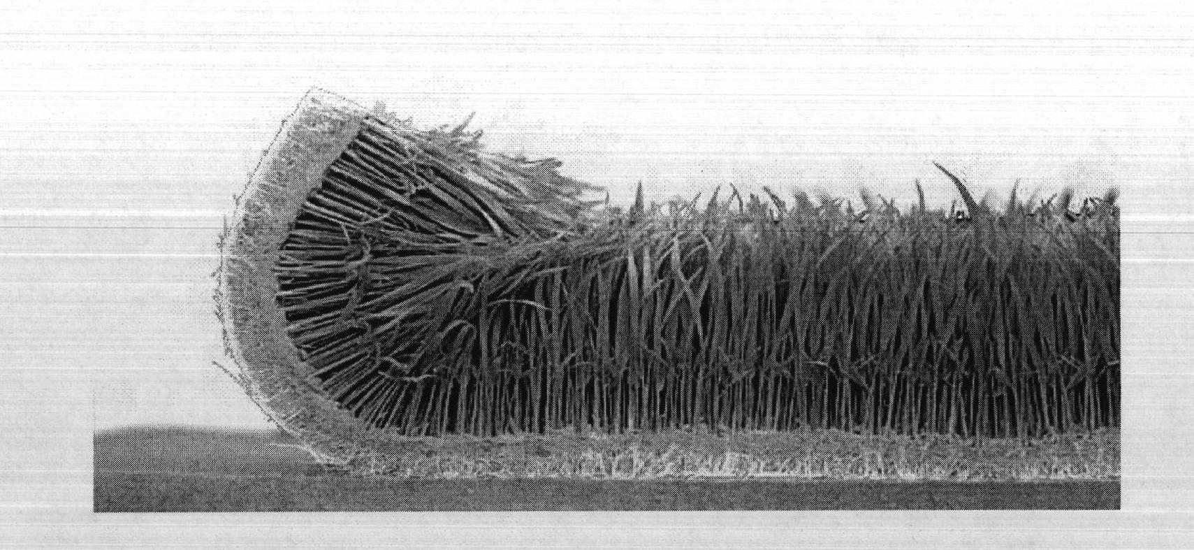 Ecological seedling tray and manufacturing method thereof