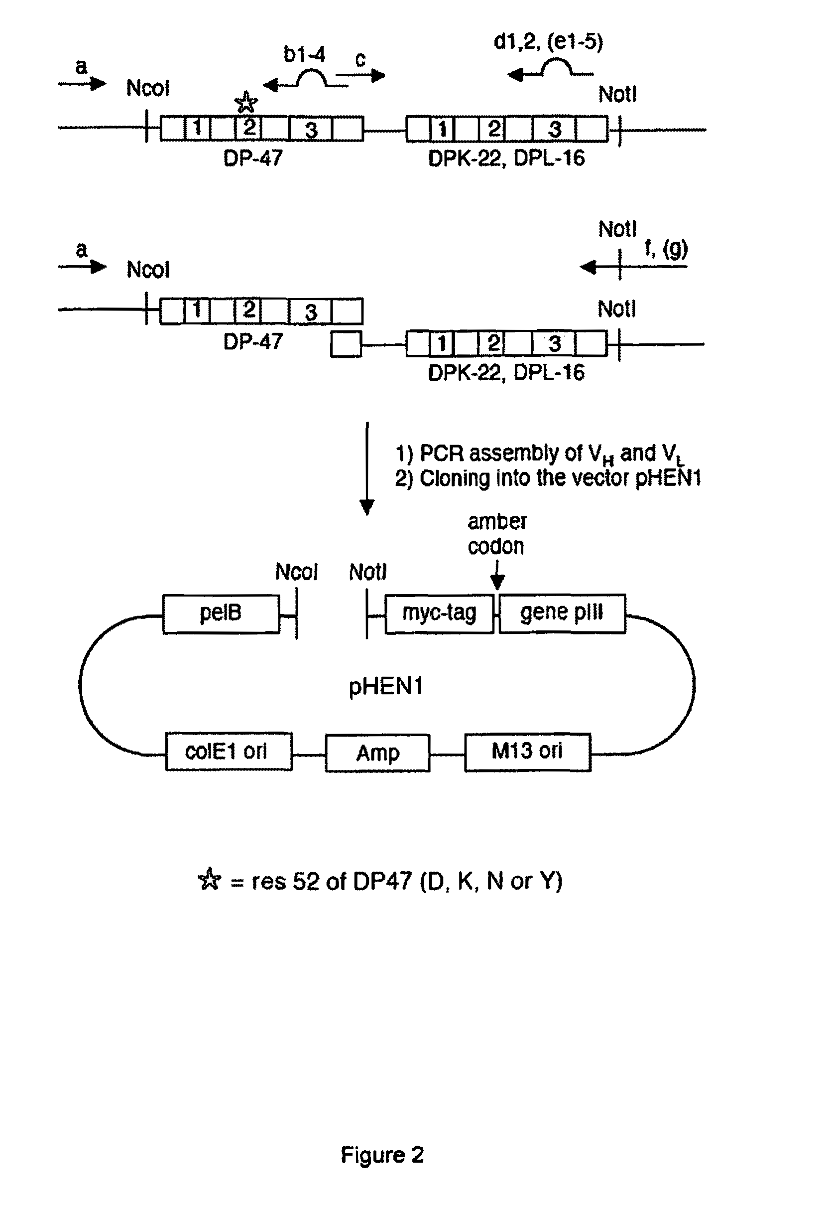 Display library for antibody selection