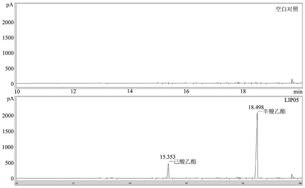 A kind of Monascus purple ester synthase lip05, coding gene and application thereof