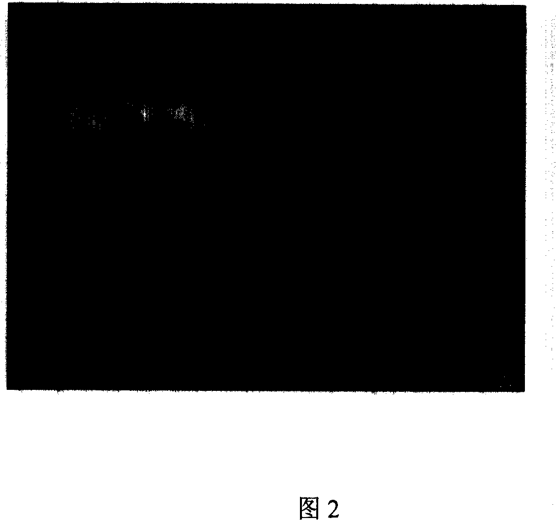 Method for preparing uniform dispersion square phase barium titanate nanocrystal