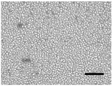 Induction method of megakaryocyte progenitor cells