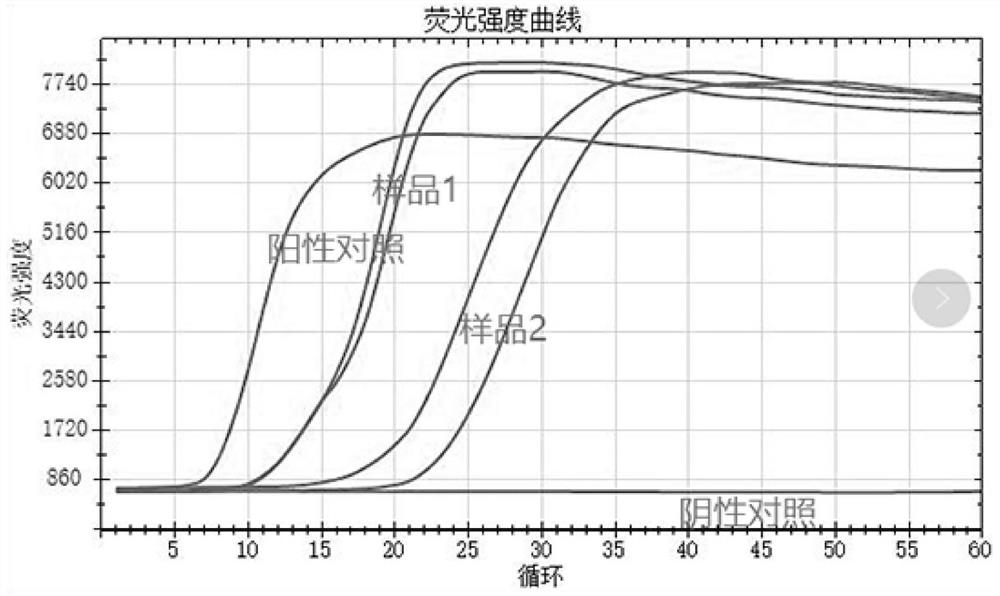 Degenerate primer group, kit and method for LAMP detection of prawn white spot syndrome virus