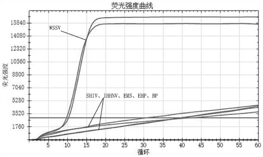 Degenerate primer group, kit and method for LAMP detection of prawn white spot syndrome virus