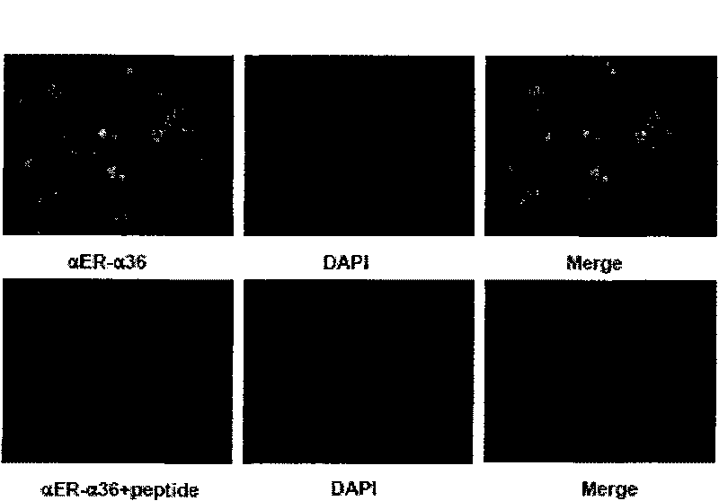 Dihydrobenzopyrans ketone compound and uses thereof