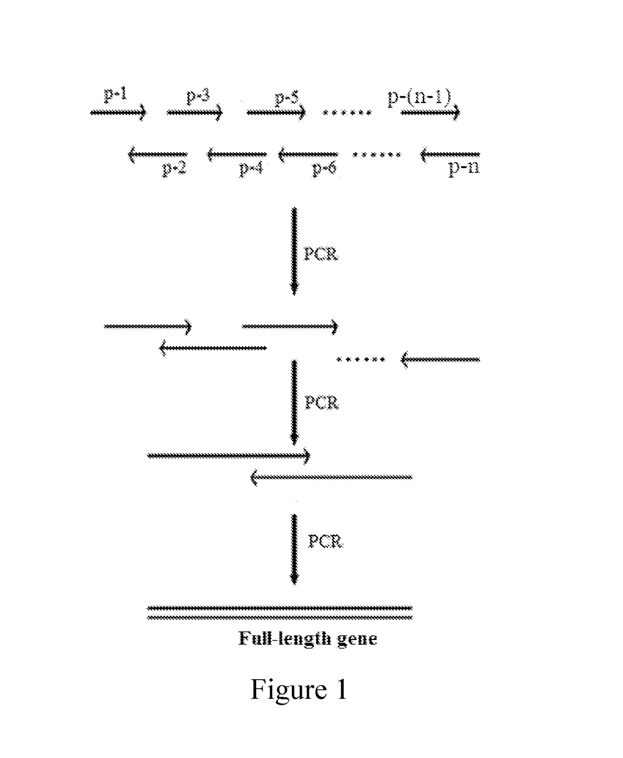 DNA molecule used for recombinant <i>Pichia plasmid </i>and recombinant <i>Pichia </i>strain expressing PprI protein of <i>Deinococcus radiodurans</i>