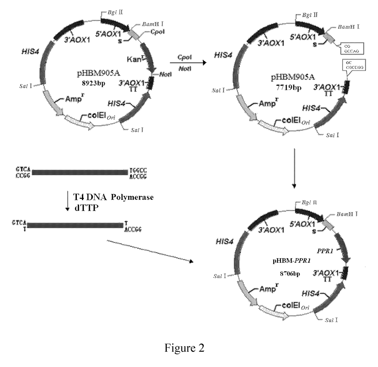 DNA molecule used for recombinant <i>Pichia plasmid </i>and recombinant <i>Pichia </i>strain expressing PprI protein of <i>Deinococcus radiodurans</i>