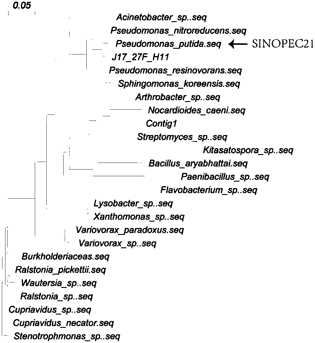 Pseudomonas strain and identification and application methods thereof