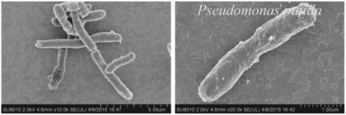 Pseudomonas strain and identification and application methods thereof