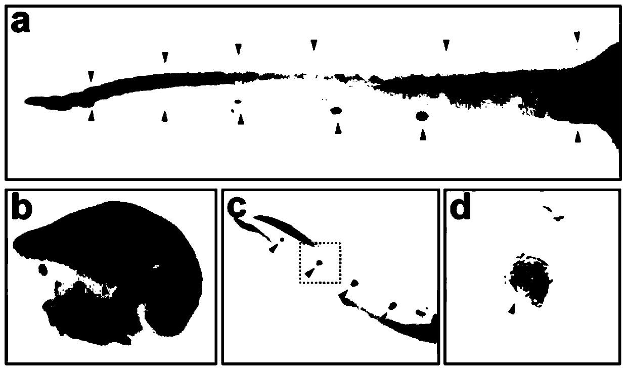 HPR1 gene mutant and application thereof for preparing diagnostic reagent for deafness